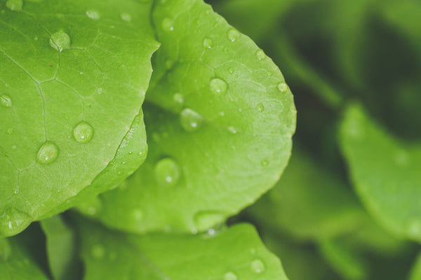 Centella Asiatica Extract