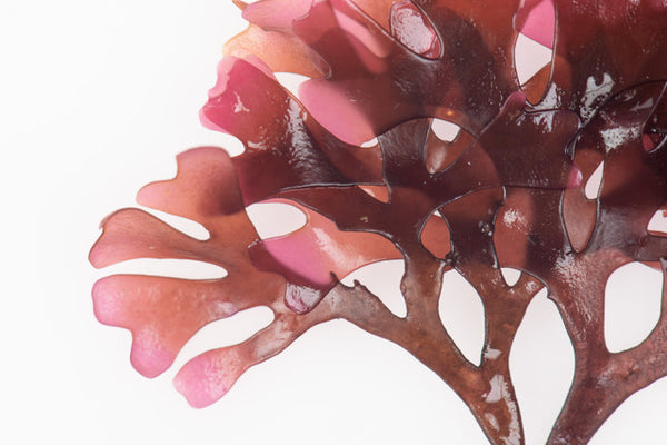 Irish Sea Moss